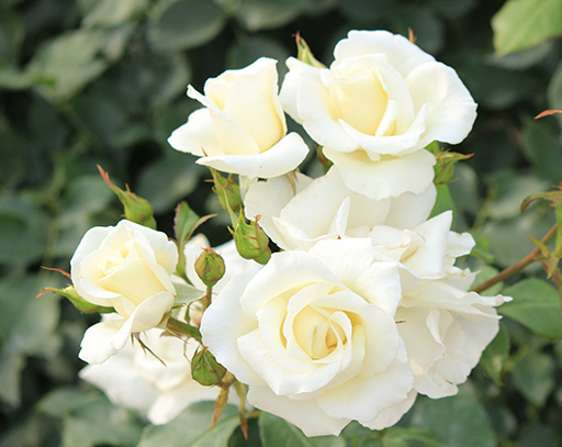 white rose